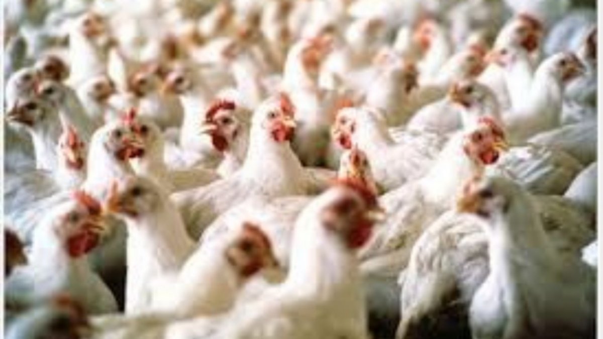 Solicitan no consumir partida de pollo eviscerado