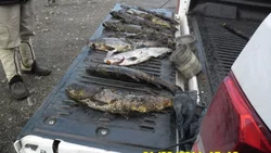 Pesca ilegal en la cordillera