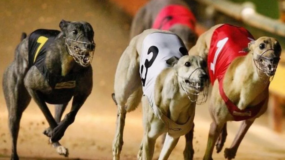 Denuncian explotación infantil en carrera de galgos