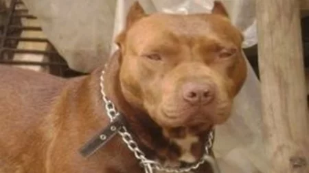 Atraparon a un pitbull que atacó a cinco personas en Centenario