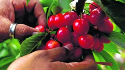 Luz verde a la exportación de cerezas a China