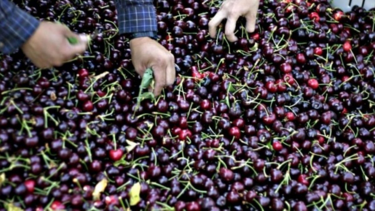 Las cerezas de la región tendrán destino chino