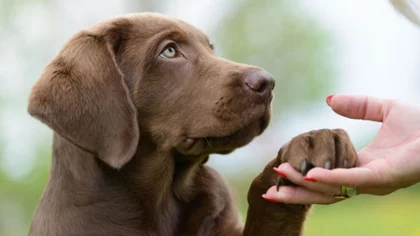 Proponen el uso del Cannabis en perros