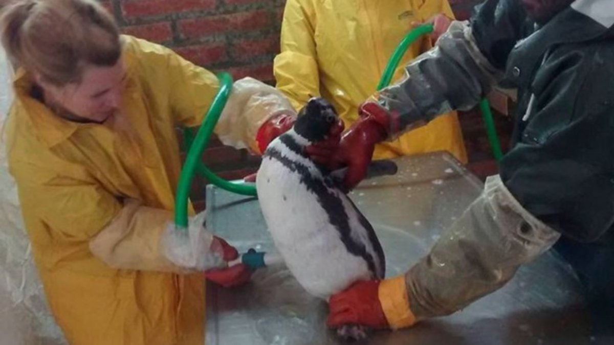 Salvó a miles de pingüinos empetrolados