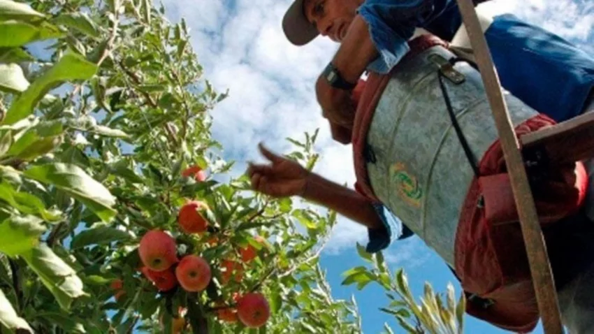 Fruticultores temen por la próxima temporada de producción
