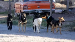 Villa La Angostura en alerta por perros peligrosos
