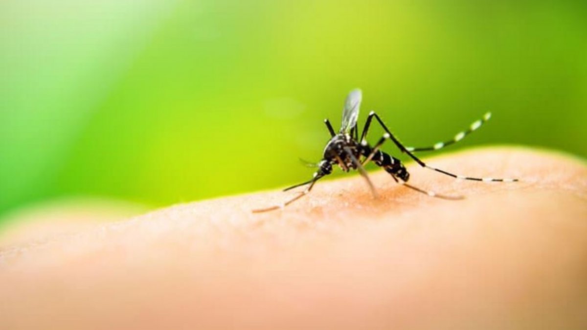 Aseguran que “se viene una epidemia de dengue muy grave”