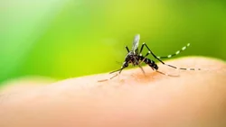Aseguran que “se viene una epidemia de dengue muy grave”