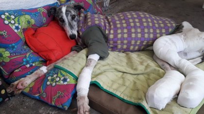 Esperan este jueves condena ejemplar por maltrato animal