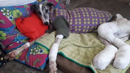 Esperan este jueves condena ejemplar por maltrato animal