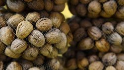 Concretan primer envío de nueces neuquinas a Italia