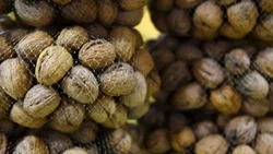 Concretan primer envío de nueces neuquinas a Italia