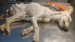 Crueldad: abandonaron a sus caniches y murieron de hambre