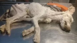 Crueldad: abandonaron a sus caniches y murieron de hambre