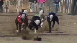 Formularon cargos a seis personas por carreras clandestinas de perros