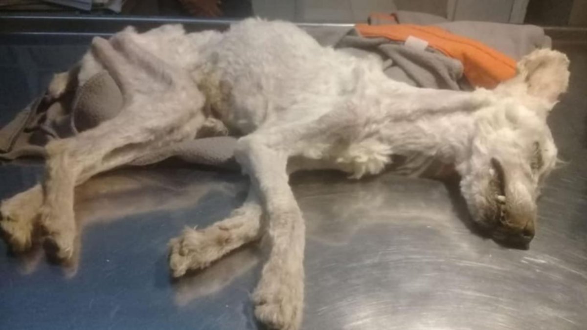 Crueldad: está identificada la pareja que dejó morir a los caniches