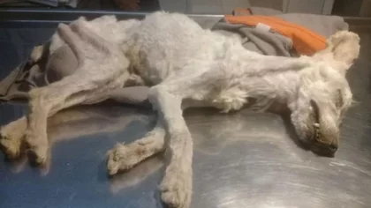 Crueldad: está identificada la pareja que dejó morir a los caniches