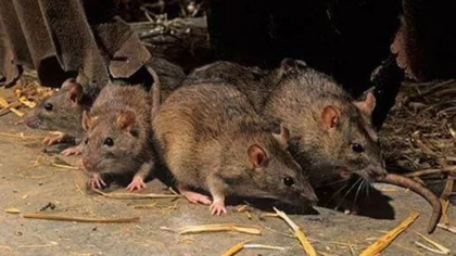 Ratones: habrá muchos, pero dentro de lo esperado