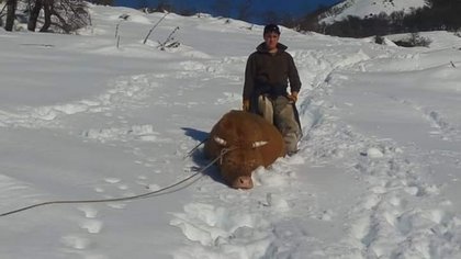 Crítica situación de crianceros en Pulmarí