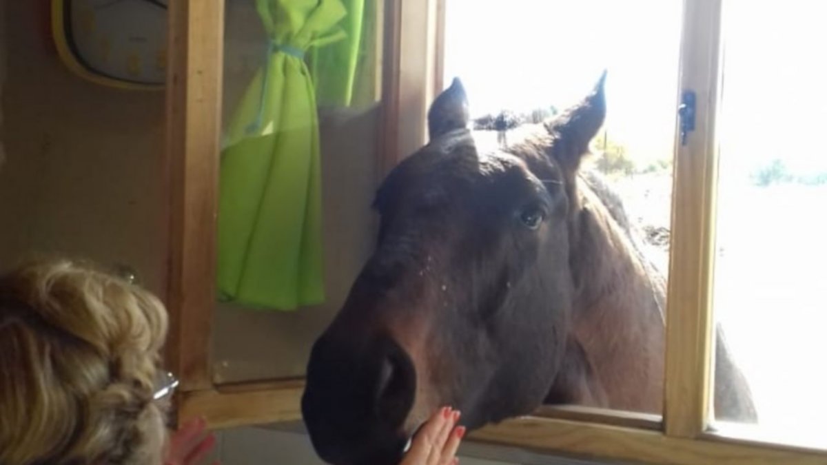 Los caballos que se llevaron el miedo