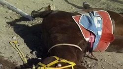 Otro caballo muerto después de una carrera