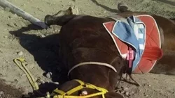 Otro caballo muerto después de una carrera