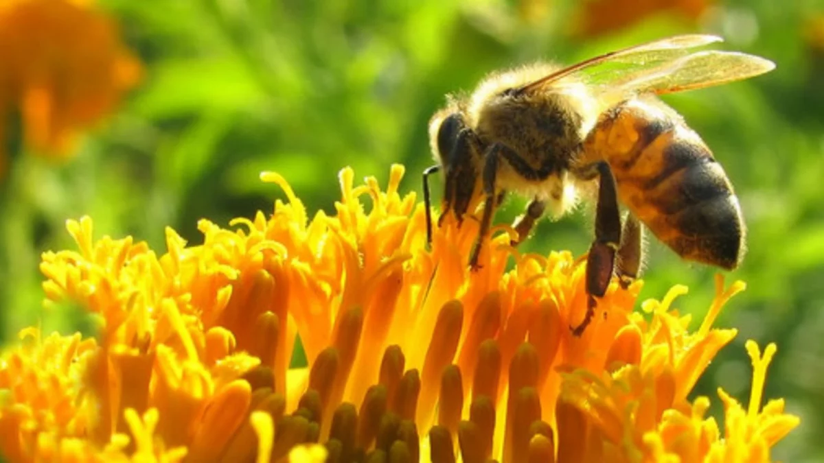 Insólito: fueron a desalojarlos y atacaron a los policías con abejas
