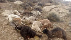 Dos pumas y perros le mataron 55 chivas a un criancero