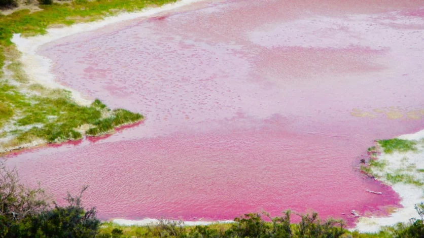 ¿Dónde queda y por qué es rosa la Laguna Rosa?