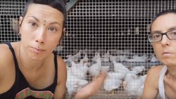 Veganos que separan los gallos de las gallinas "porque las violan"