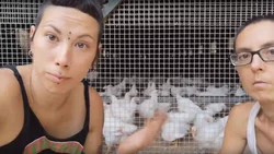 Veganos que separan los gallos de las gallinas "porque las violan"