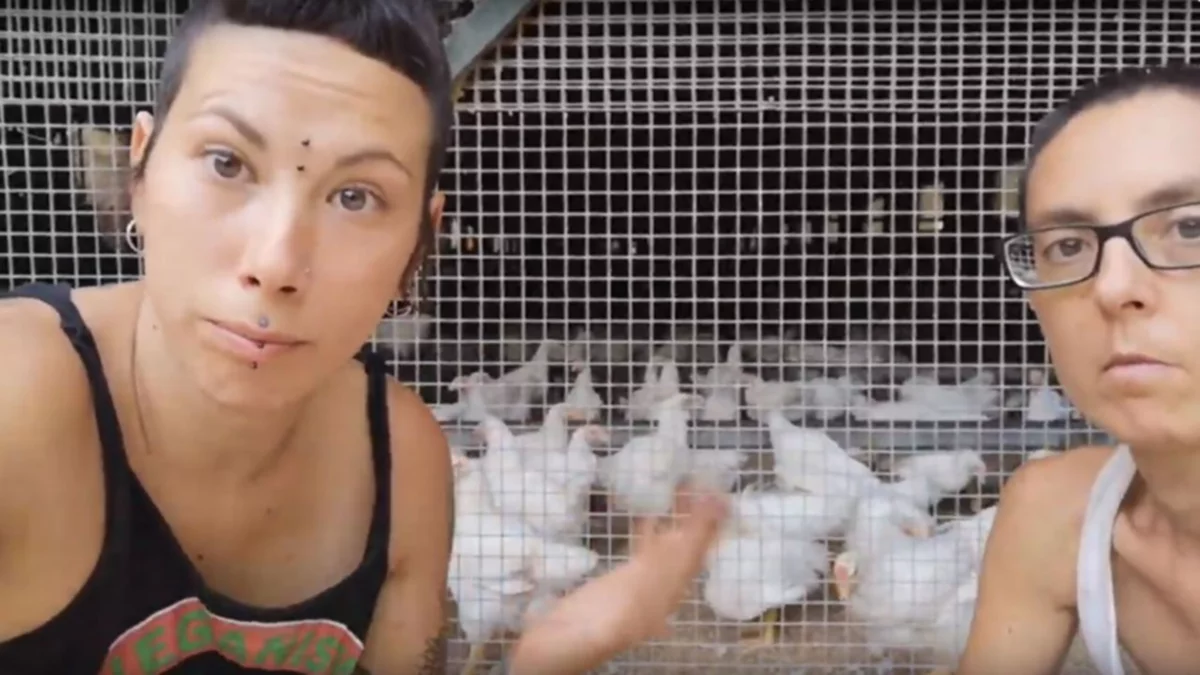 Veganos que separan los gallos de las gallinas "porque las violan"