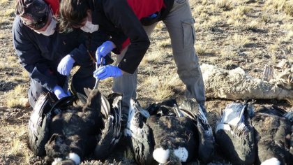 En dos años, casi 100 cóndores muertos