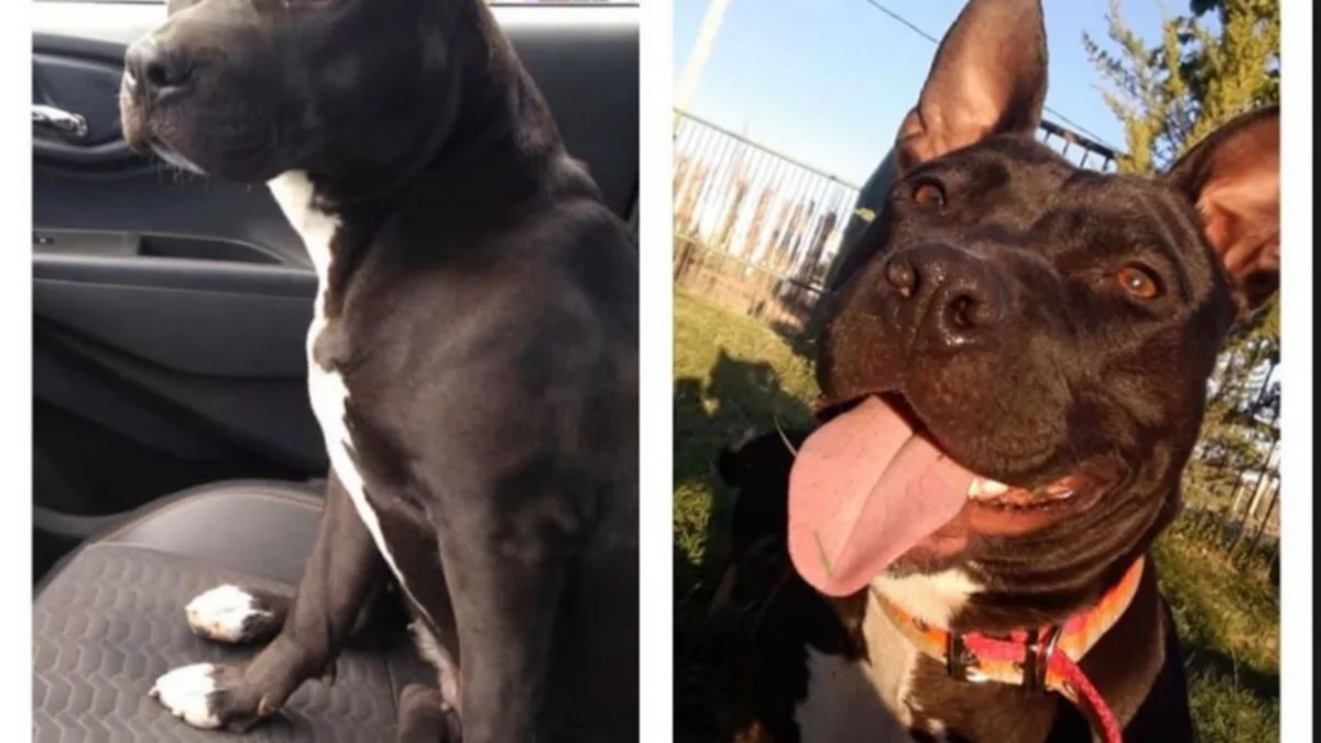 Formulan cargos a un hombre denunciado por maltrato animal