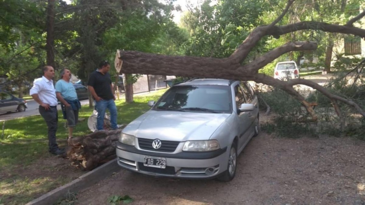Los fuertes vientos tiraron árboles en la región