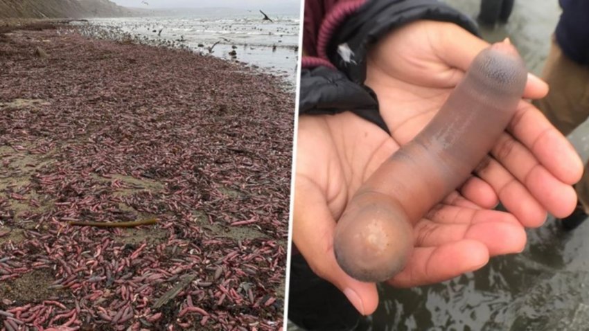 Una invasión de "peces pene" llenó una playa