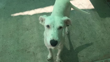 Un hogar para Bianca
