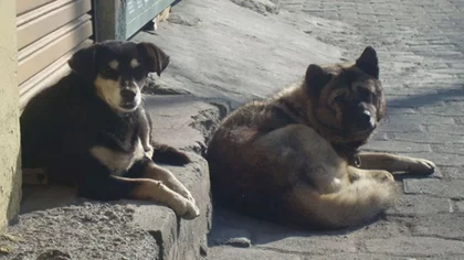 Dos perros salvaron a una mujer de un violento asalto
