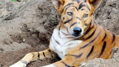 Para proteger el campo... ¡Pintó a su perro como un tigre!