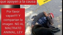 Denuncian que indigente viola perros en Bariloche