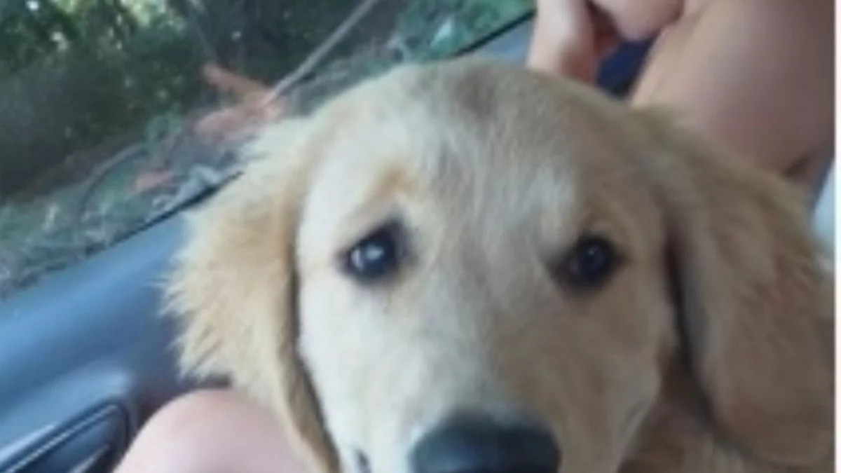 Toto se reencontró con Giovanni, el nene de 3 años con autismo