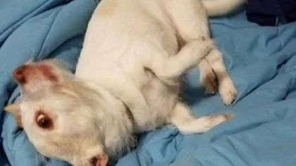 El presunto bicho raro provocó conmoción en las redes
