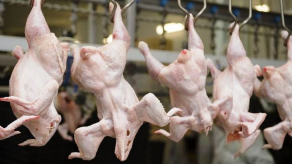 Se lesionó cargando pollos muertos, y será indemnizado