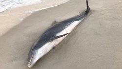 Encontraron a delfines apuñalados y baleados