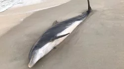 Encontraron a delfines apuñalados y baleados