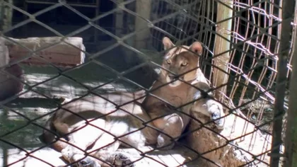 Queda un solo animal para reubicar de la reserva Luan