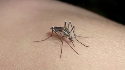 Mientras en Argentina aumentan los casos de dengue