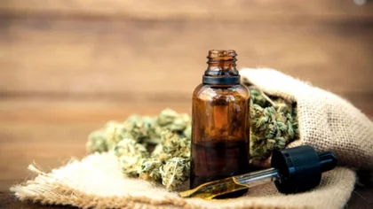 Mendoza y Jujuy buscan cultivar y producir cannabis medicinal