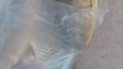 Indignante: Desecharon su pesca en canastos de una plaza