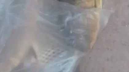 Indignante: Desecharon su pesca en canastos de una plaza